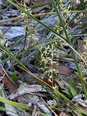 Arthrochilus prolixus