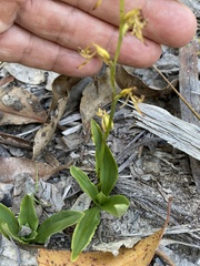 Arthrochilus prolixus