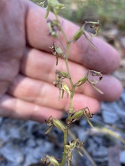 Arthrochilus prolixus