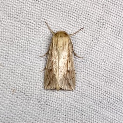 Mythimna decisissima