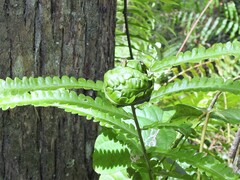 Cyclosorus interruptus