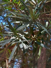 Podocarpus nakaii
