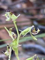 Arthrochilus prolixus