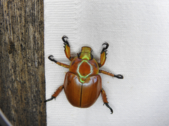 Anoplognathus montanus