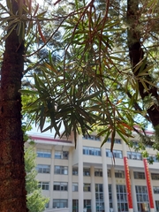 Podocarpus nakaii
