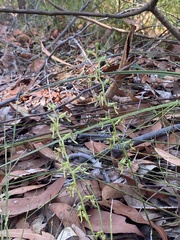 Arthrochilus prolixus