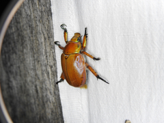 Anoplognathus montanus