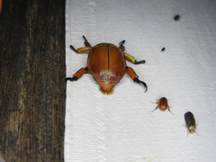 Anoplognathus montanus