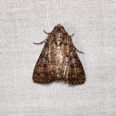 Condica illecta