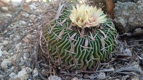 Stenocactus phyllacanthus