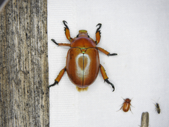 Anoplognathus montanus