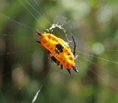 Gasteracantha quadrispinosa