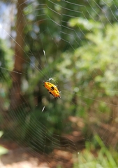 Gasteracantha quadrispinosa