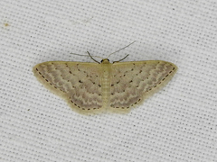 Idaea philocosma