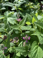 Stachys bullata