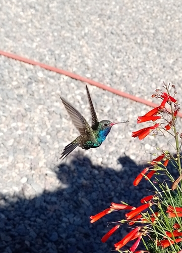 Broad-billed Hummingbird (Cynanthus latirostris)