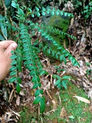 Zanthoxylum scandens