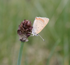 Allium atrosanguineum