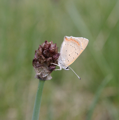 Allium atrosanguineum