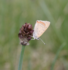 Allium atrosanguineum