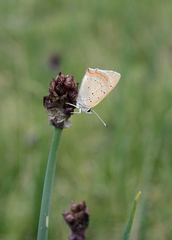 Allium atrosanguineum