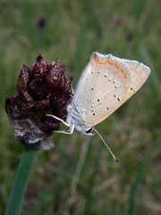 Allium atrosanguineum