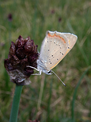 Allium atrosanguineum