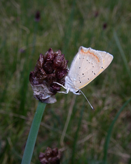 Allium atrosanguineum