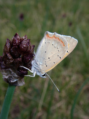 Allium atrosanguineum