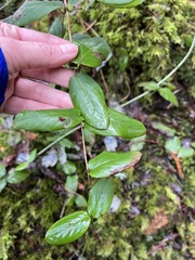 Lonicera hispidula