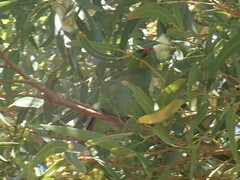 Parvipsitta porphyrocephala