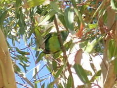 Parvipsitta porphyrocephala