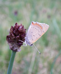 Allium atrosanguineum