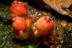 Calostoma cinnabarinum