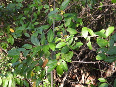 Grewia flavescens