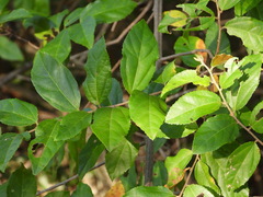 Grewia flavescens
