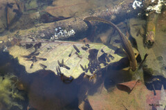 Lithobates sylvaticus