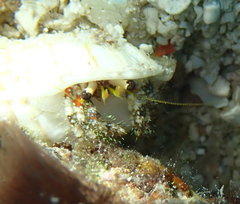 Dardanus sanguinolentus