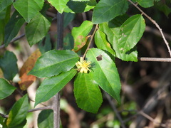 Grewia flavescens