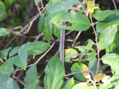 Grewia flavescens