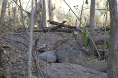 Notocitellus annulatus