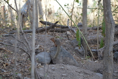 Notocitellus annulatus