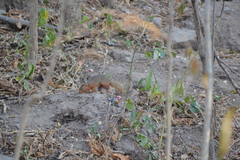 Notocitellus annulatus