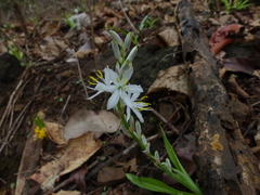 Chlorophytum borivilianum
