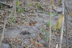 Notocitellus annulatus