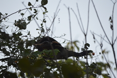 Ortalis poliocephala