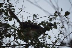 Ortalis poliocephala