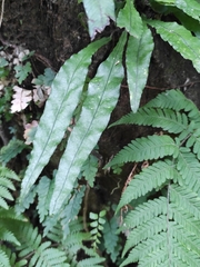 Leptochilus wrightii
