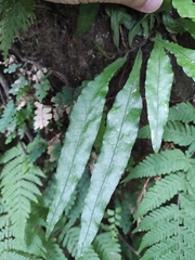 Leptochilus wrightii