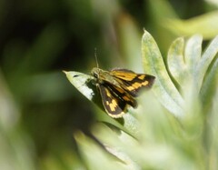 Ocybadistes walkeri sothis